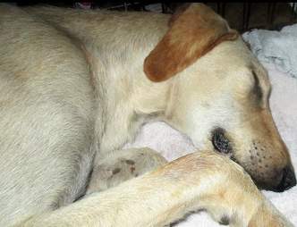 dog found in phone booth
