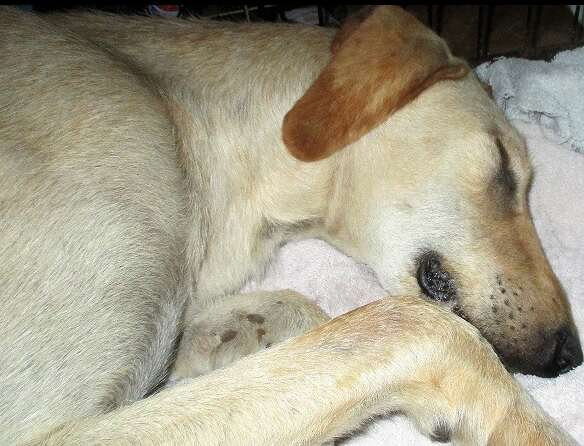 dog found in phone booth