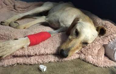 dog found in phone booth