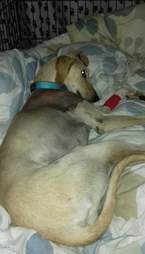 dog found in phone booth