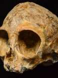 Ancient Skull Shows What the Last Common Ancestor of Apes and Humans Looked Like