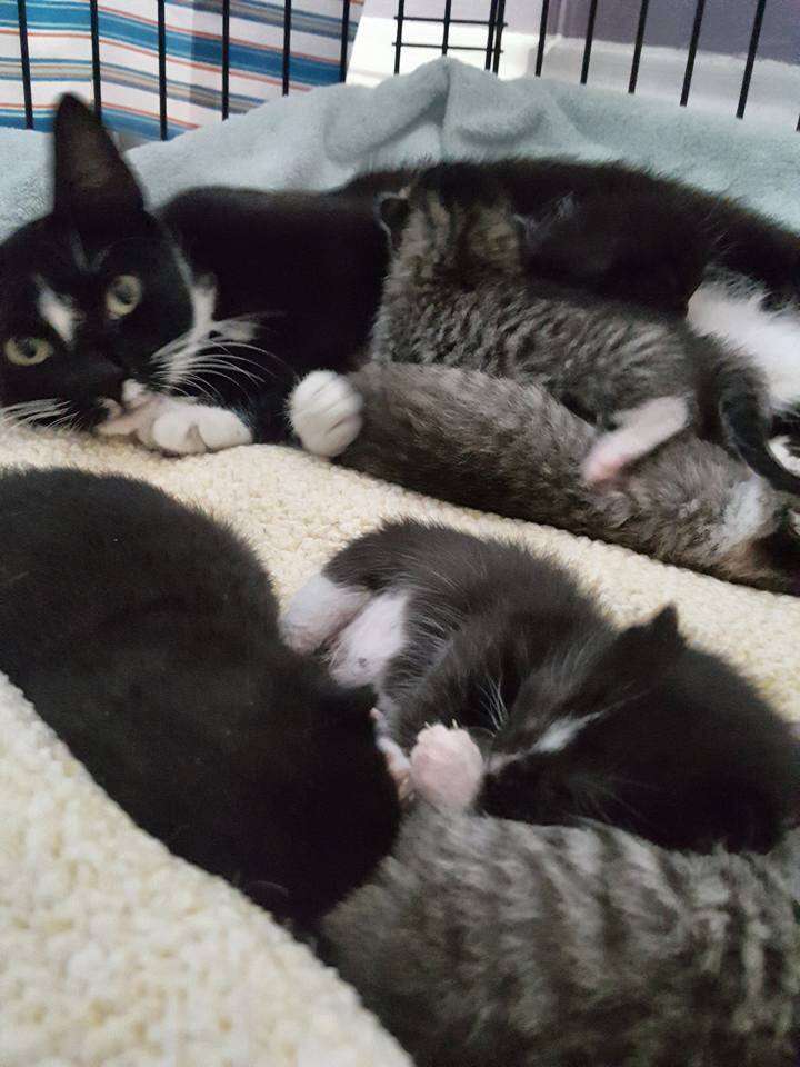 Stray cat saved from streets of Boston with her newborn kittens