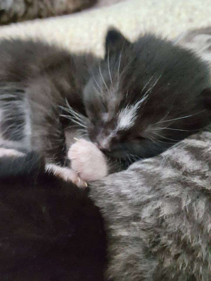 Newborn kitten born to cat saved from streets of Boston