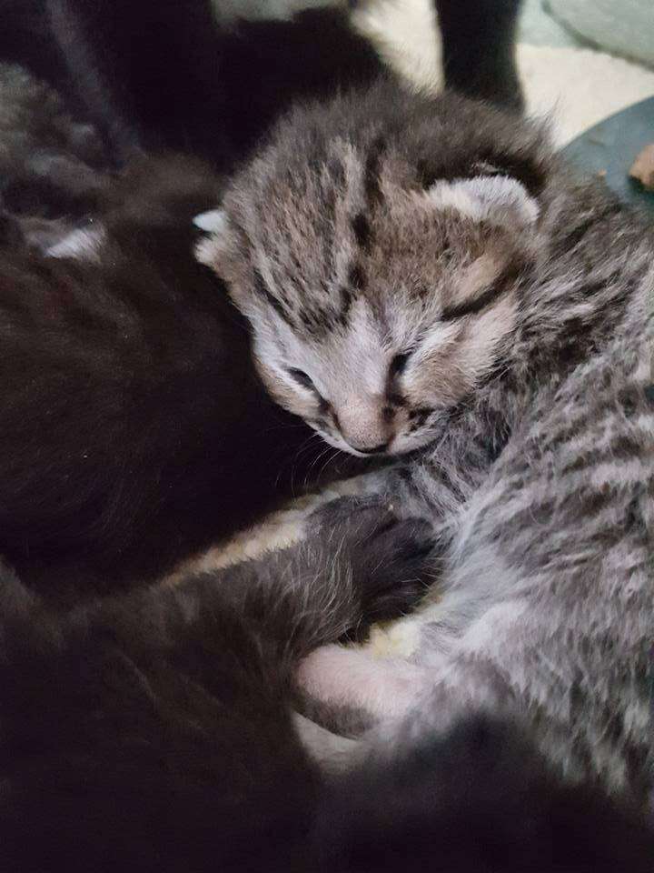 Newborn kitten born to stray mother in Boston