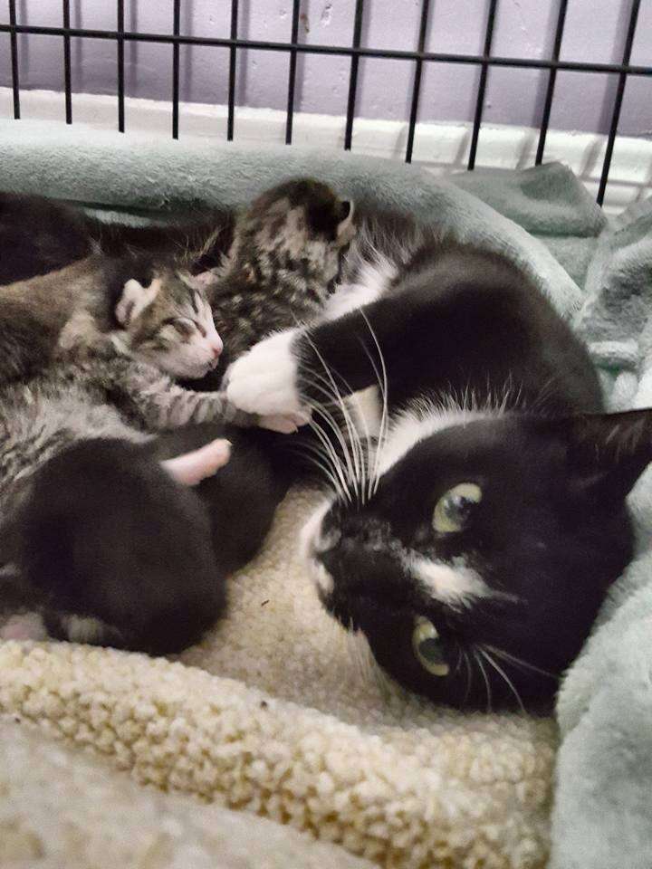 Cat saved from street with her newborn kittens
