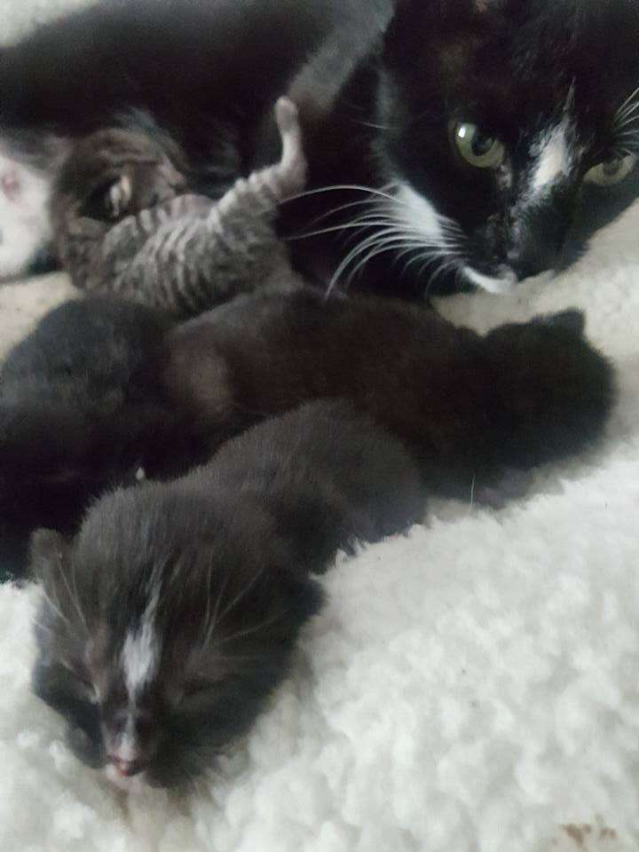 Cat saved from street with her newborn kittens