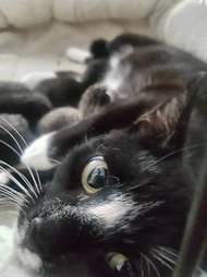 Stray mom cat