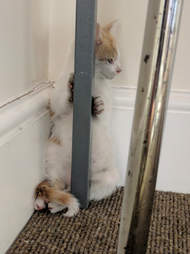 kitten rescued twice in one day