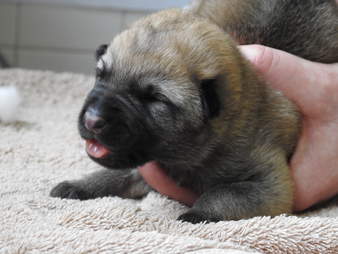 4 day old puppy rescued