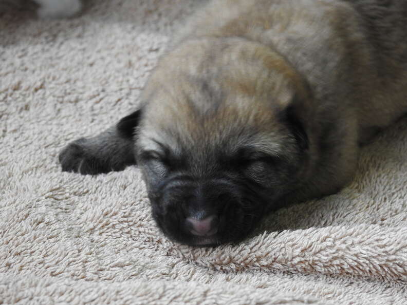 Puppy Abandoned At 4 Days Old Rescued - The Dodo