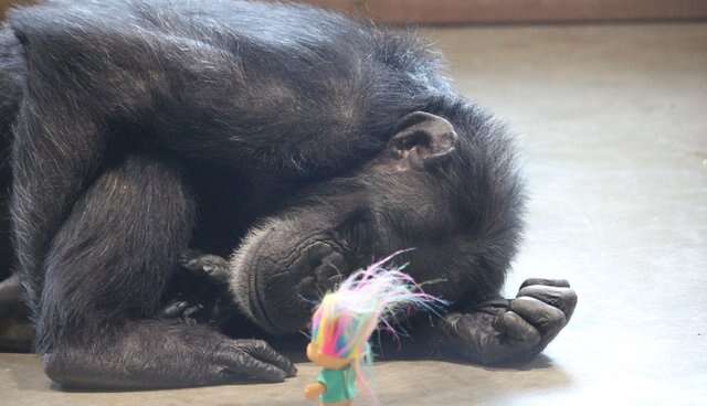 Rescued lab chimp with troll doll
