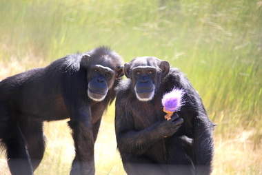 Rescued chimps with troll doll