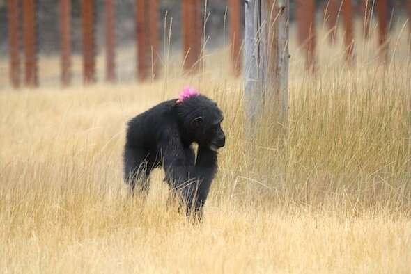 Rescued lab chimp with troll doll on her back