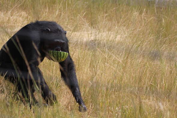 Rescued chimp with watermelon bowl