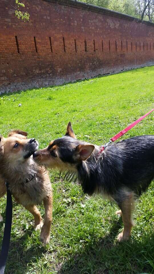 Rescue dogs sniffing each other