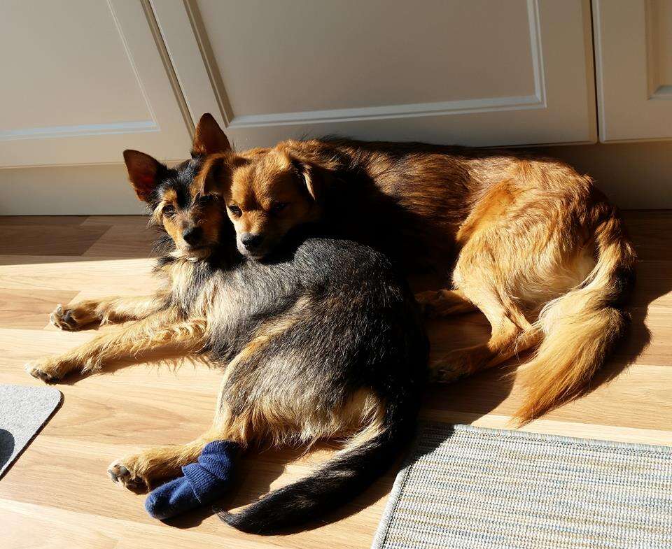 Rescue dogs snuggling together