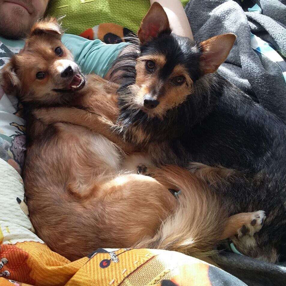 Rescue dogs snuggling together