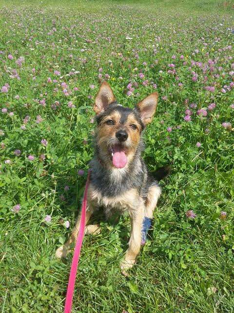 Rescue dog sitting in grass