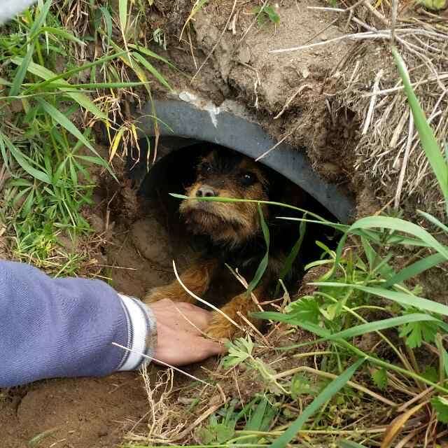 Man holding out hand to injured dog in drain
