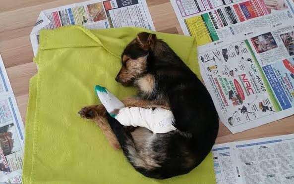 Injured dog sleeping