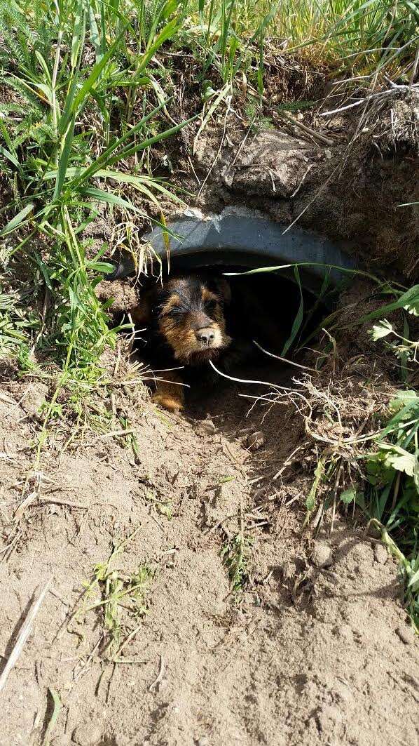 Injured dog in ditch