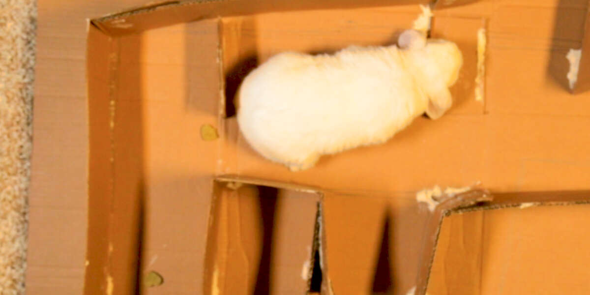 How To Make A (Lopsided) Bunny Maze - Videos - The Dodo