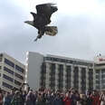 Hundreds Of People Watch Bald Eagle Fly Back To The Wild 