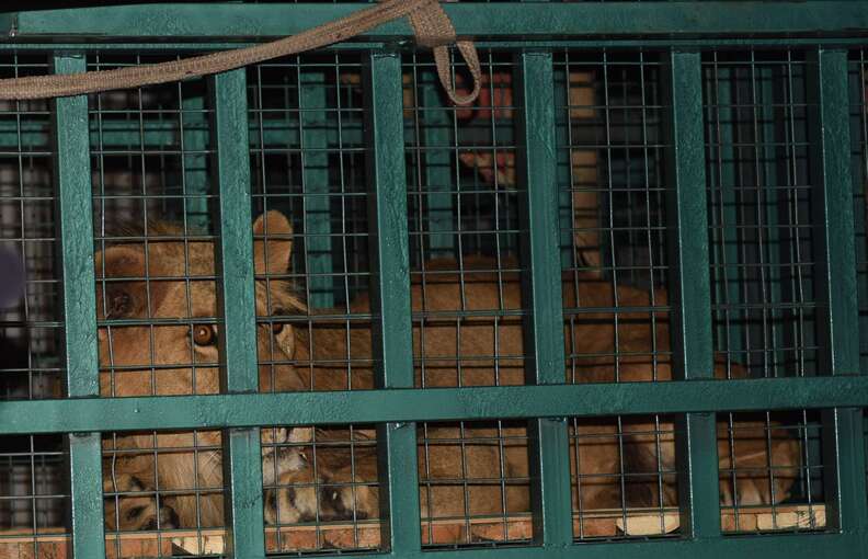 Lion being rescued from Aleppo zoo