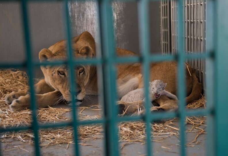 Lioness with newborn cub at Jordon sanctuary