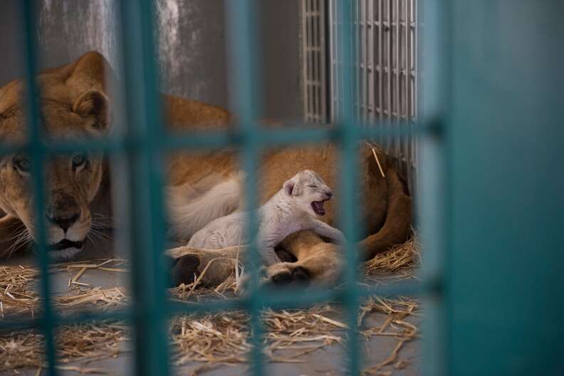 Lioness with newborn cub at sanctuary