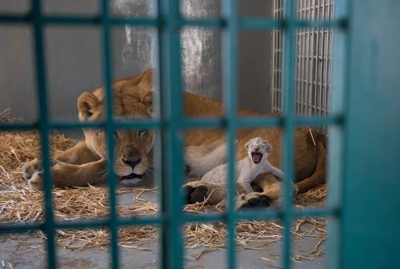 Lioness with newborn cub at sanctuary in Jordon