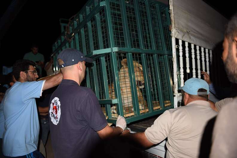 Lion being rescued from war-torn zoo in Aleppo