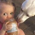 Baby And Dog Share Peanut Butter 
