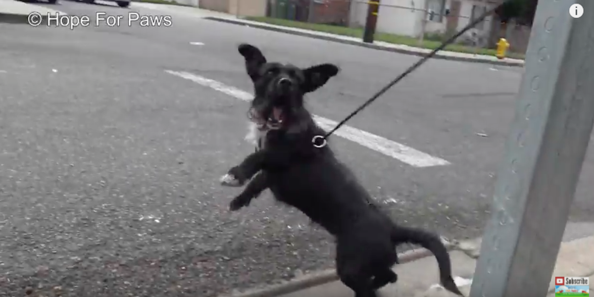 Abandoned Dog Hit By Car So Happy To Be Rescued - The Dodo