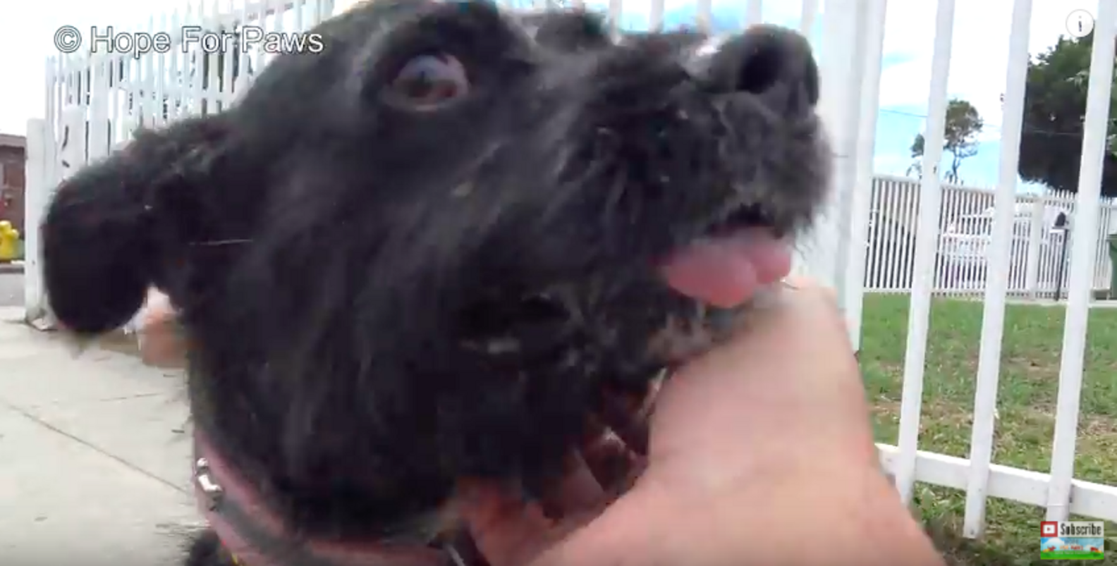 Abandoned Dog Hit By Car So Happy To Be Rescued - The Dodo