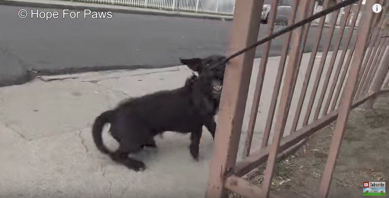 Abandoned Dog Hit By Car So Happy To Be Rescued - The Dodo