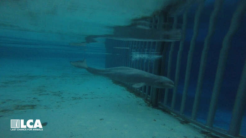 Emaciated beluga whale in tank