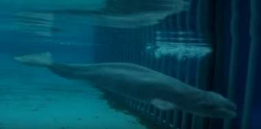 Emaciated beluga whale in tank