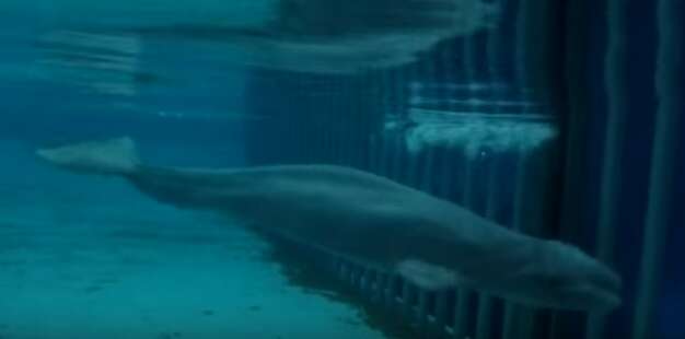 Emaciated beluga whale in tank