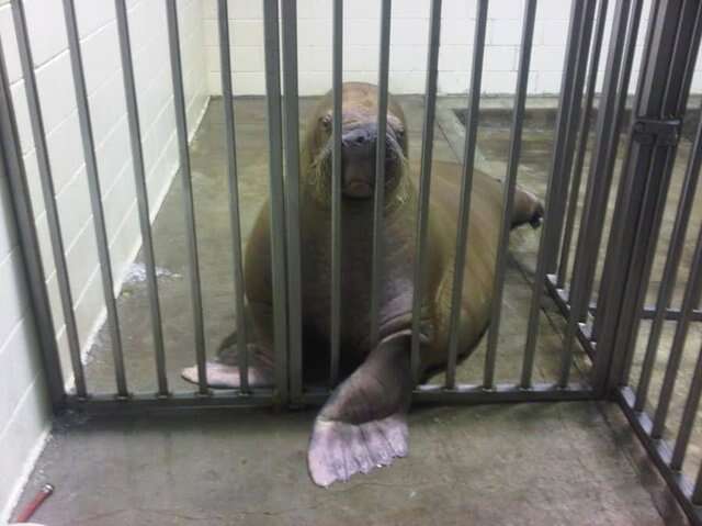 Sick walrus in cage
