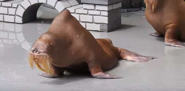 Emaciated walrus in marine park