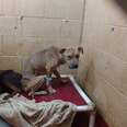 bonded shelter dogs