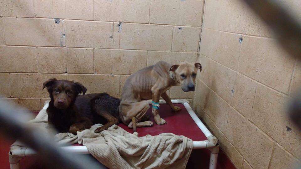 bonded dogs in shelter