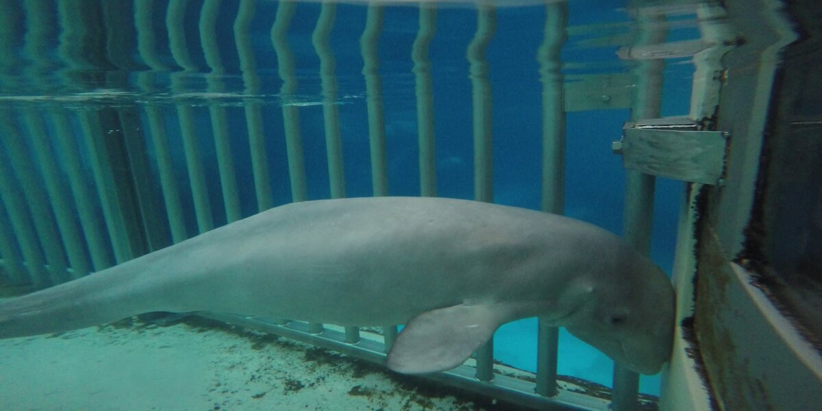 Young Beluga Whale Dies At Controversial Marine Park - The Dodo