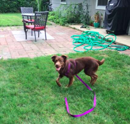 Rescue dog in yard