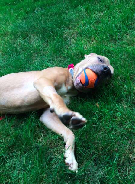 Rescued dog with ball