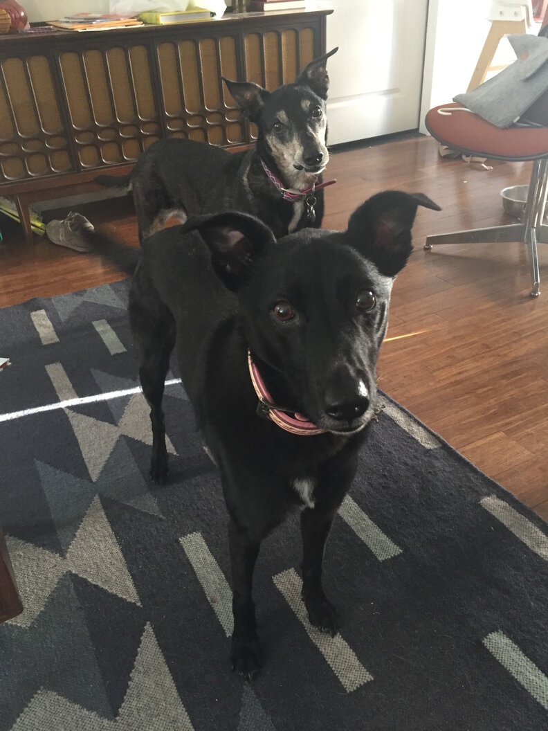 Woman Finds Her Long Lost Foster Puppy Online - The Dodo