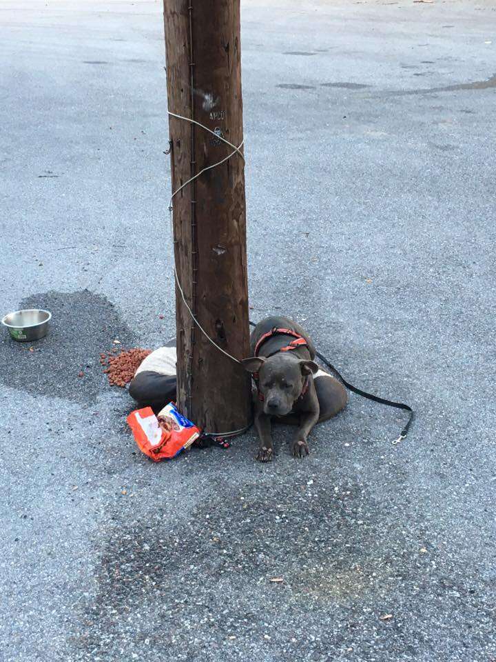 Abandoned dog tied to pole