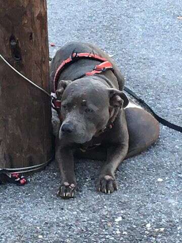 Abandoned dog tied to pole