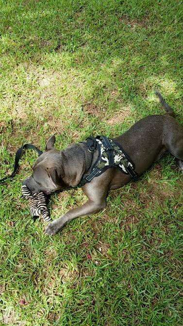 Rescue dog playing in yard